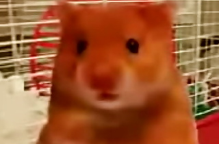 hello there my name is harry the hamster