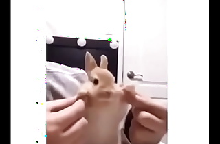 Cute bunny dancing